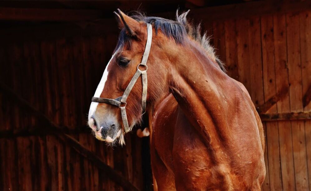 L’acquisto di un cavallo: alcuni consigli