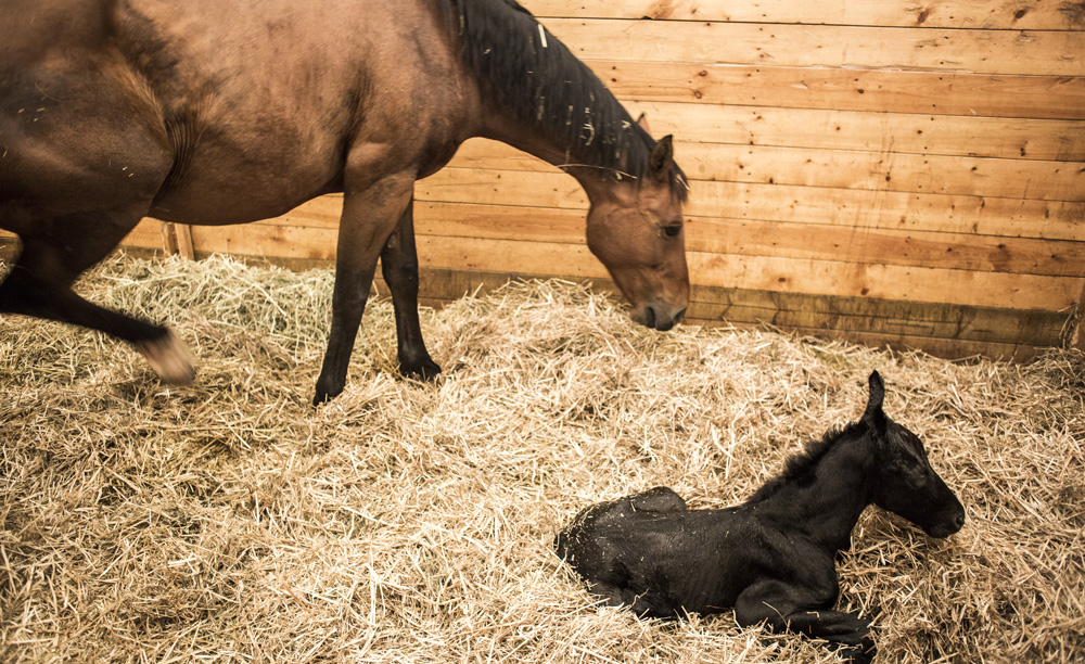 PROTECTING MARES AND FOALS: A DEVICE THAT SHOULDN’T BE UNDERESTIMATED