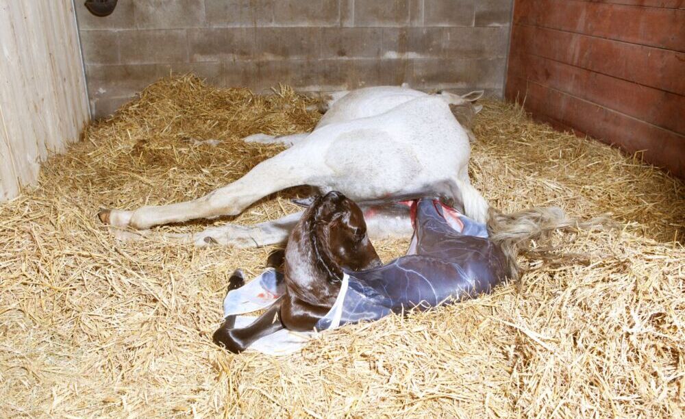 POSSIBLE COMPLICATIONS DURING FOALING