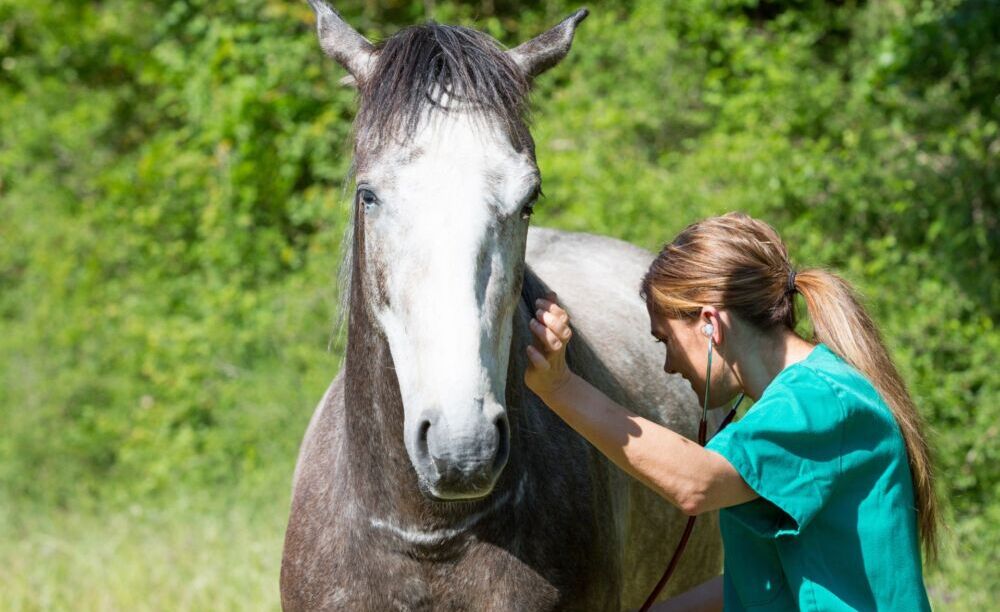 Veterinario che visita un cavallo