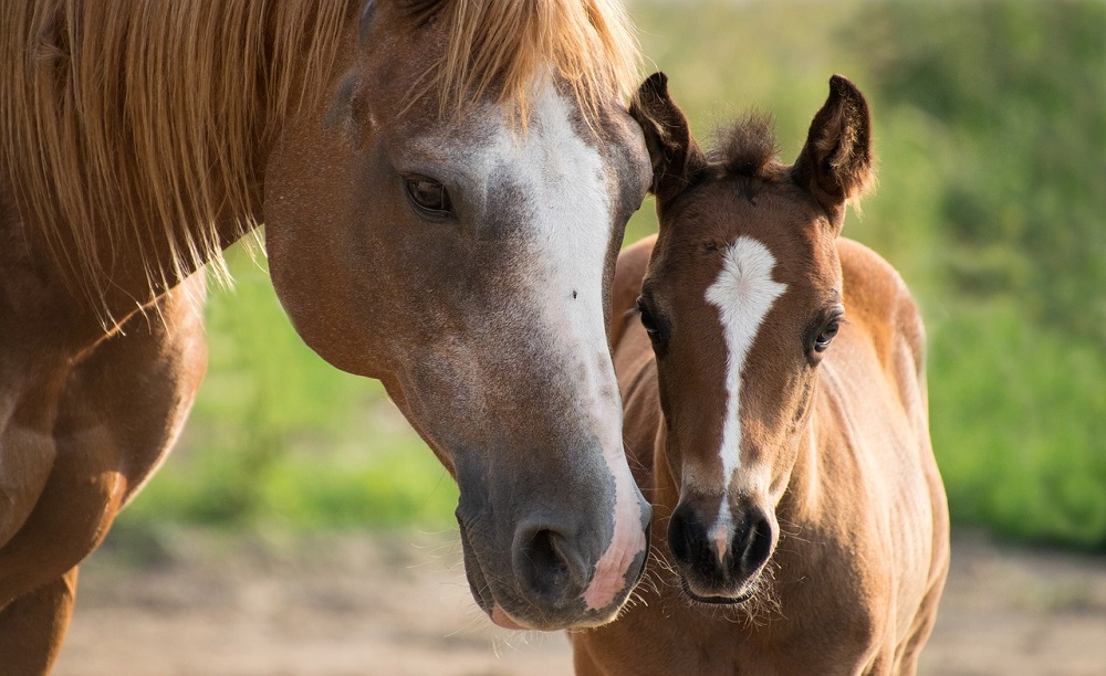 Alla scoperta del nostro Foaling Alarm