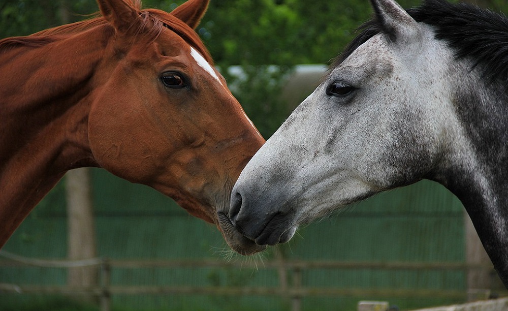 THE GROWTH OF THE HORSE AUCTION MARKET