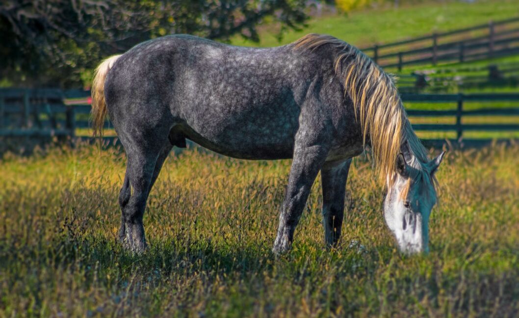 cavallo razza Percheron a sangue freddo