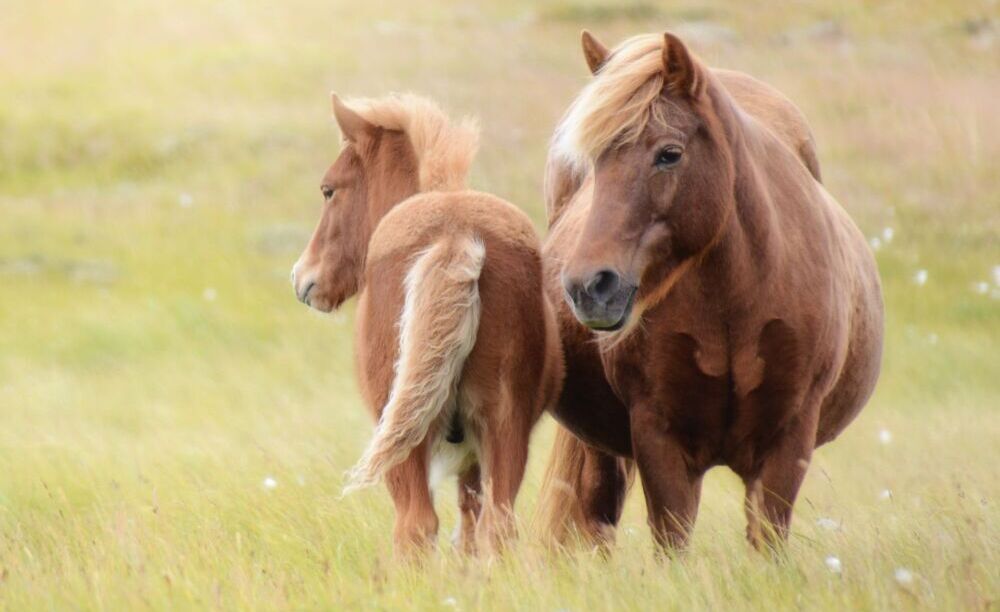 THE UNPREDICTABLE LABOUR OF A MARE