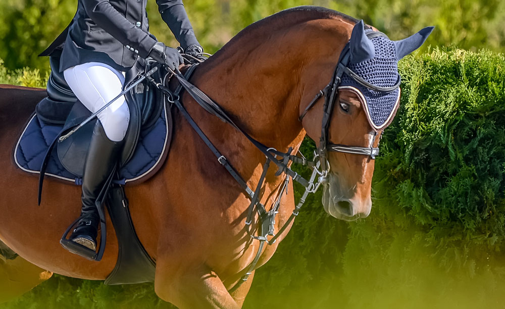 Le principali caratteristiche di un cavallo purosangue