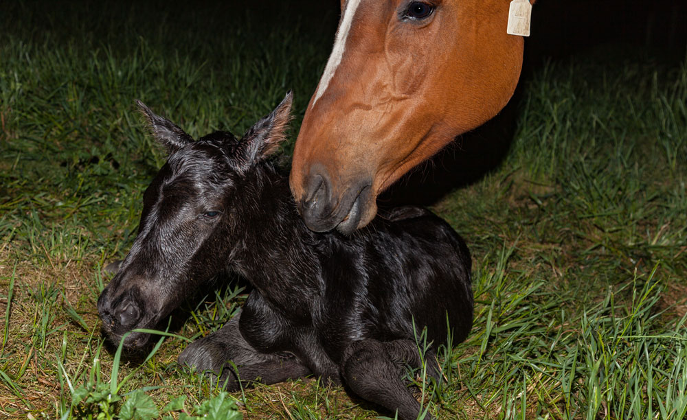 THE THREE STAGES OF MARE BIRTHT