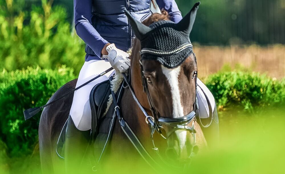 Le principali caratteristiche di un cavallo purosangue