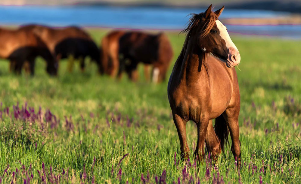 Cavalli: l’alimentazione della fattrice