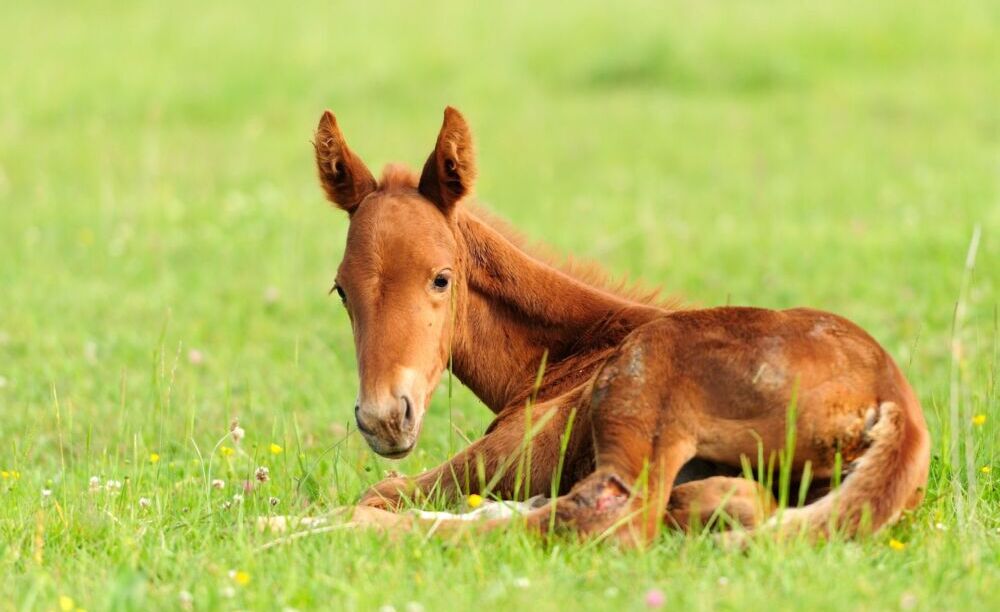 FOALS: TIPS FOR THE BREEDERS