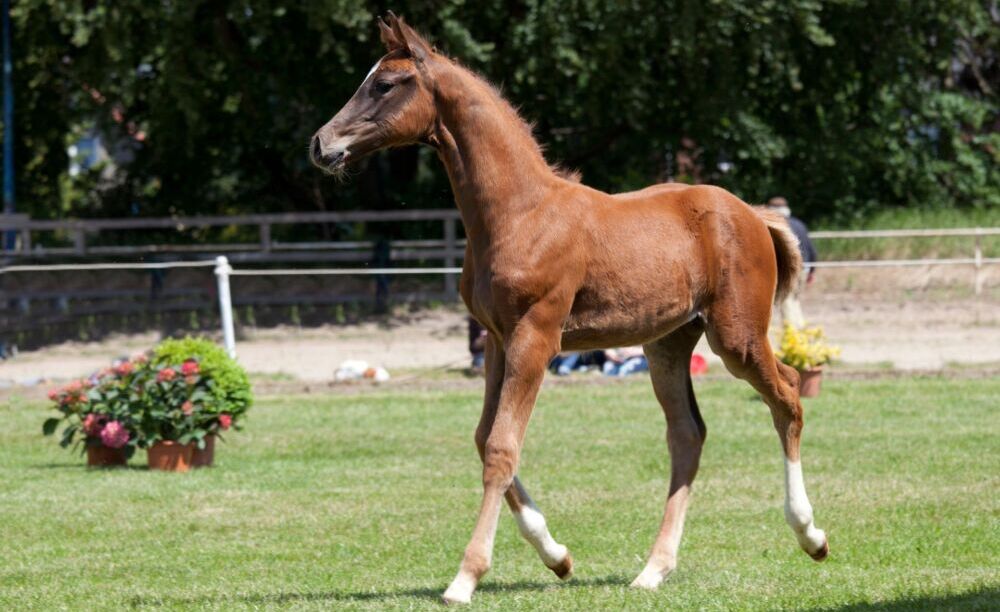 Come vendere un cavallo all’asta? I suggerimenti