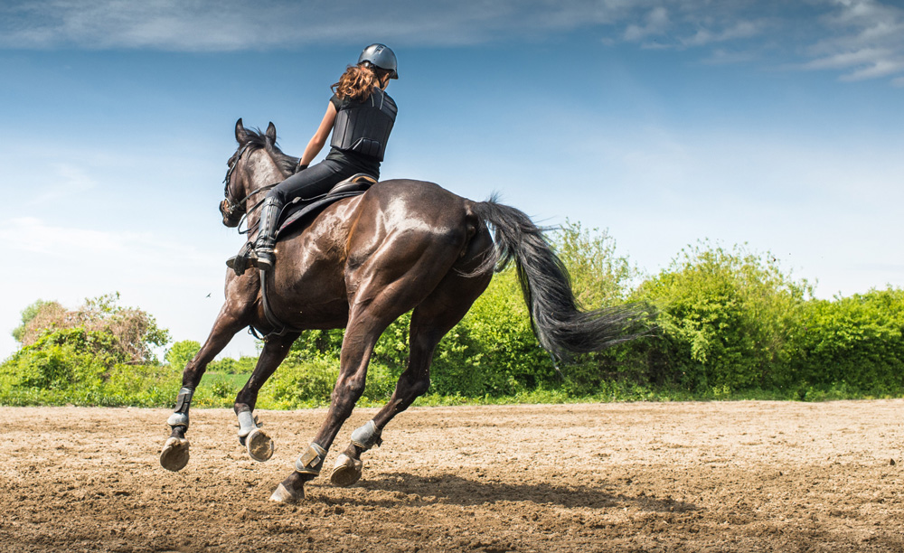 preparazione di un cavallo ad una gara