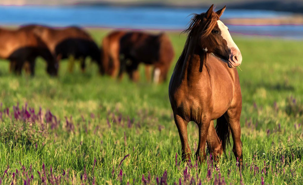 HORSES: THE NUTRITION OF BROODMARES