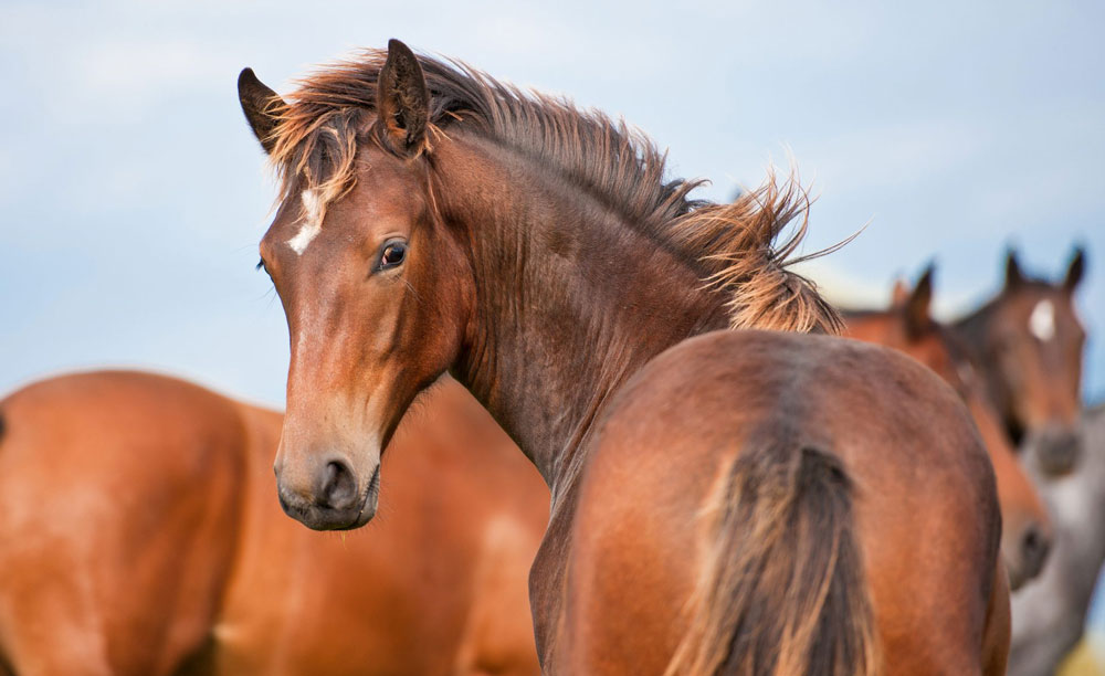 HOW TO SELL A FOAL