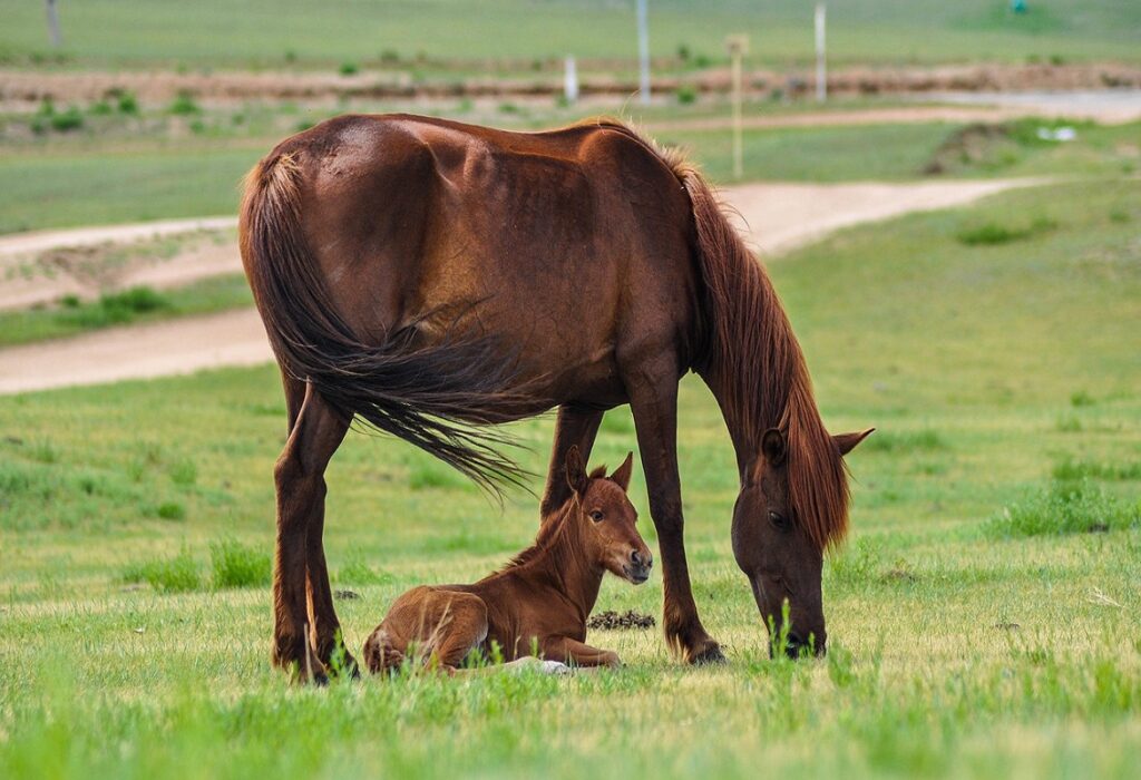 Nascita del puledro: l’aiuto è fondamentale | Foaling Alarm
