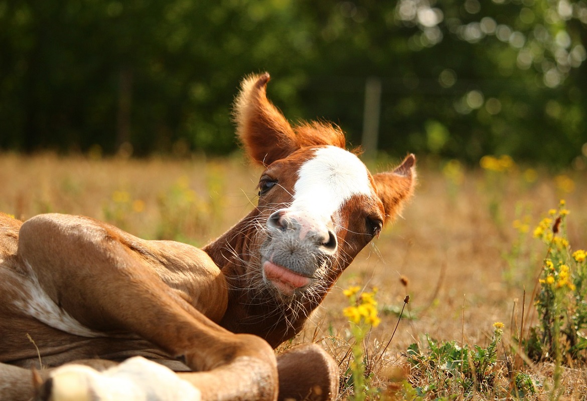 La cura e l'alimentazione del puledro | Foaling Alarm