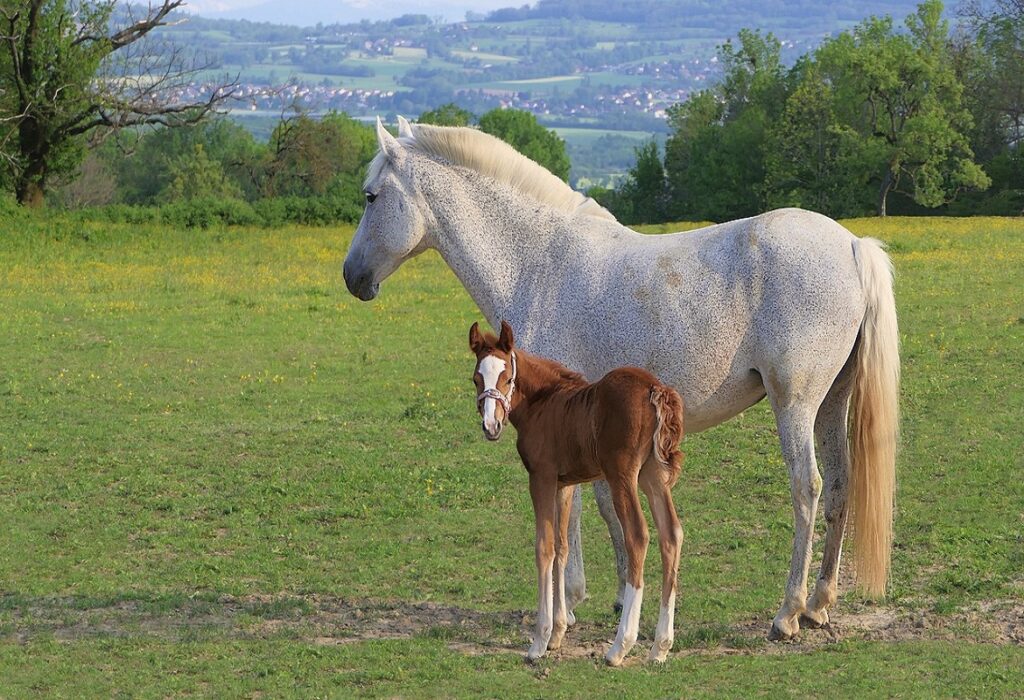 La cura e l'alimentazione del puledro | Foaling Alarm