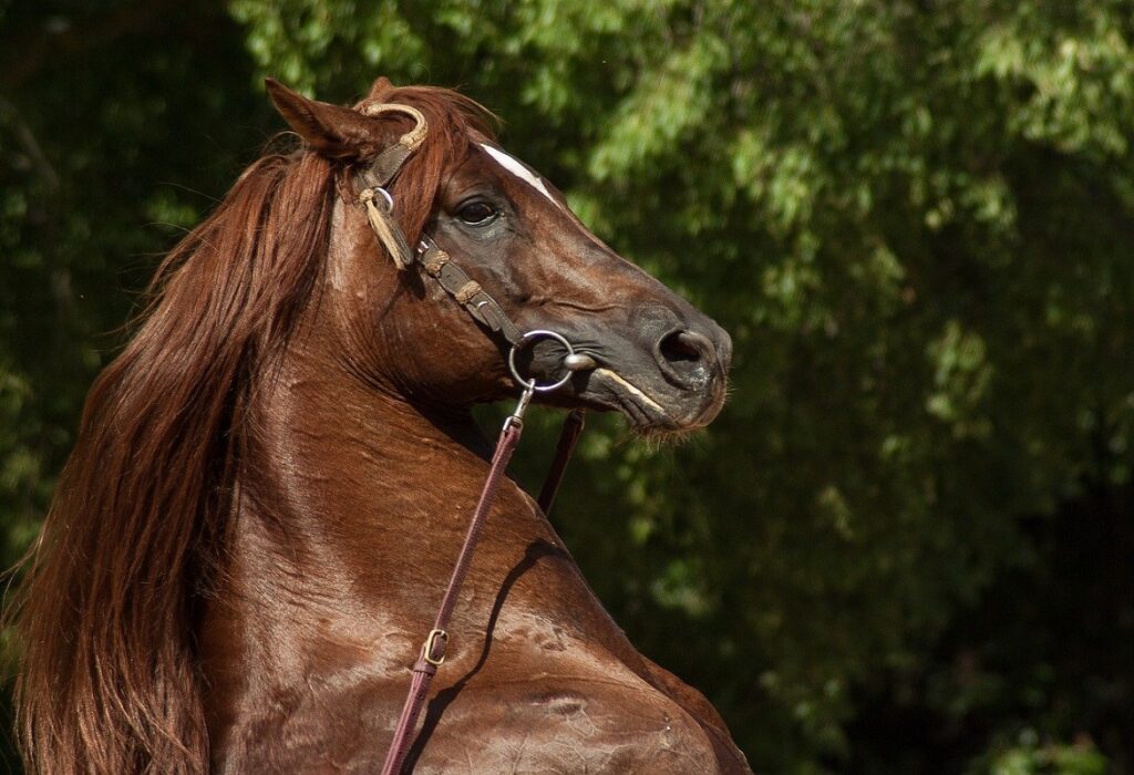 Preparare il cavallo per un concorso ippico | Foaling Alarm