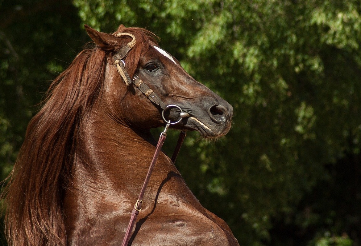 Come preparare il cavallo per un concorso ippico