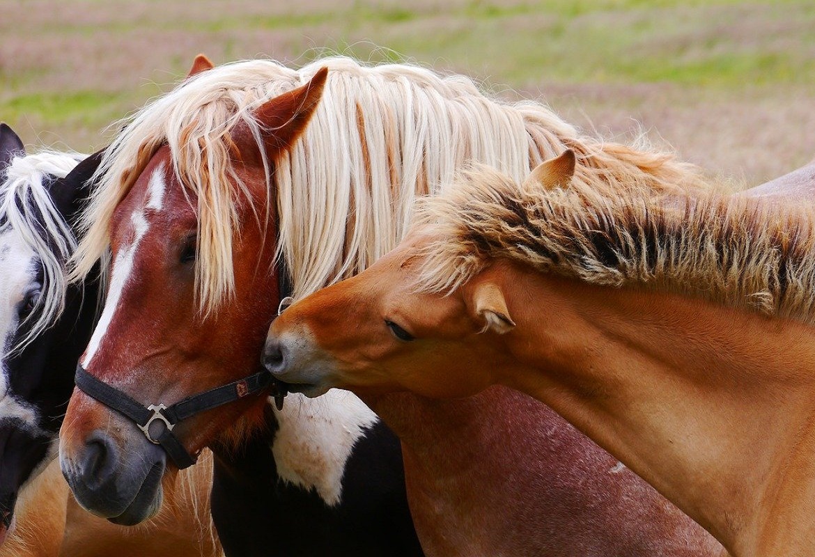 TIPS FOR MONITORING FOAL HEALTH