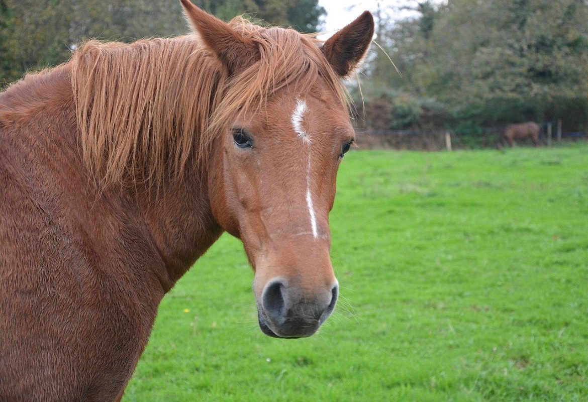 How to monitor the mare’s pregnancy