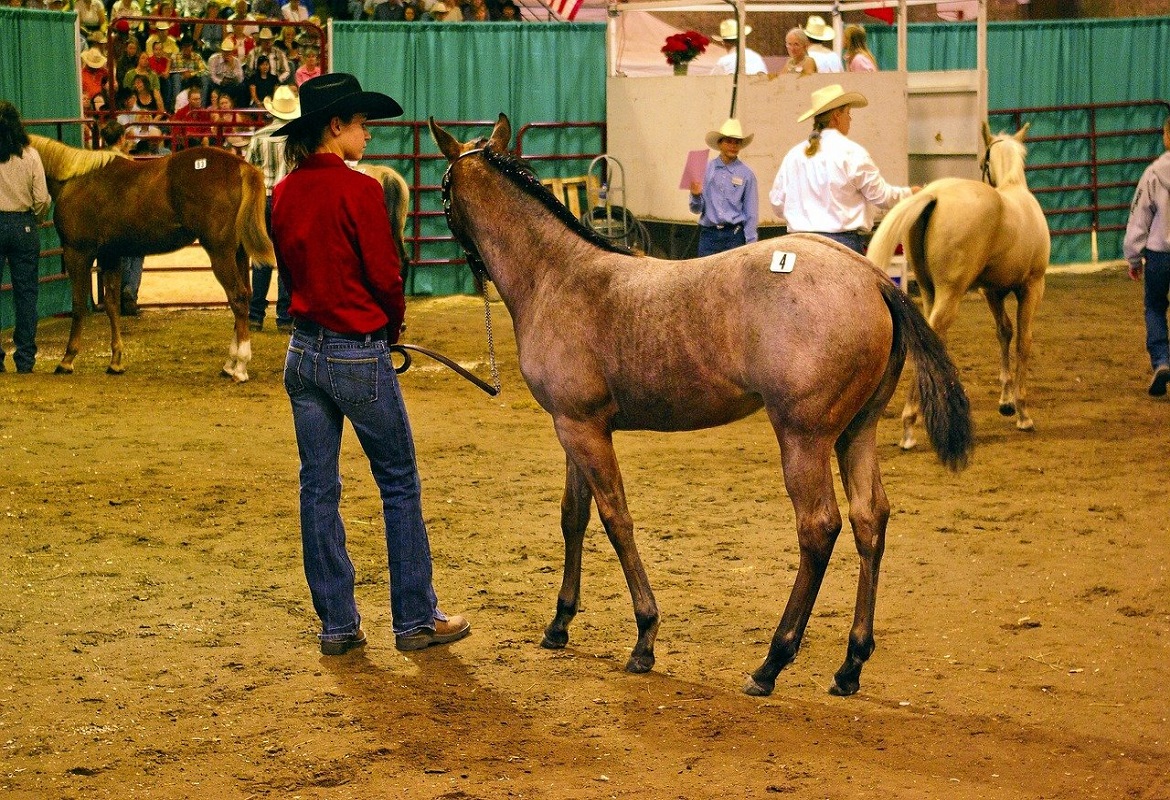 How do horse auctions work?