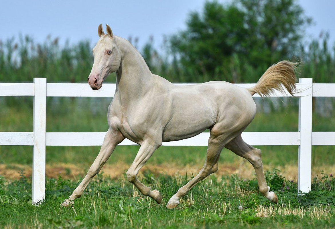 razza rara di cavallo albino