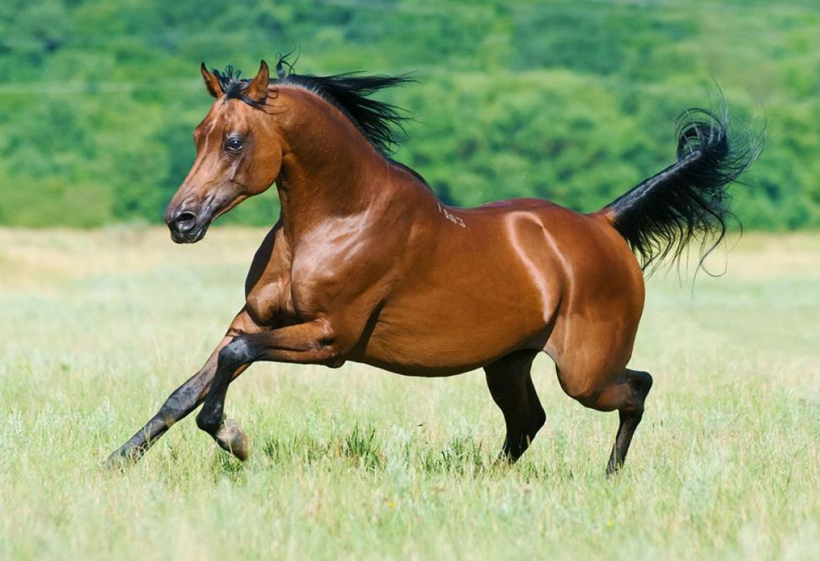 The most expensive horse breeds in the world