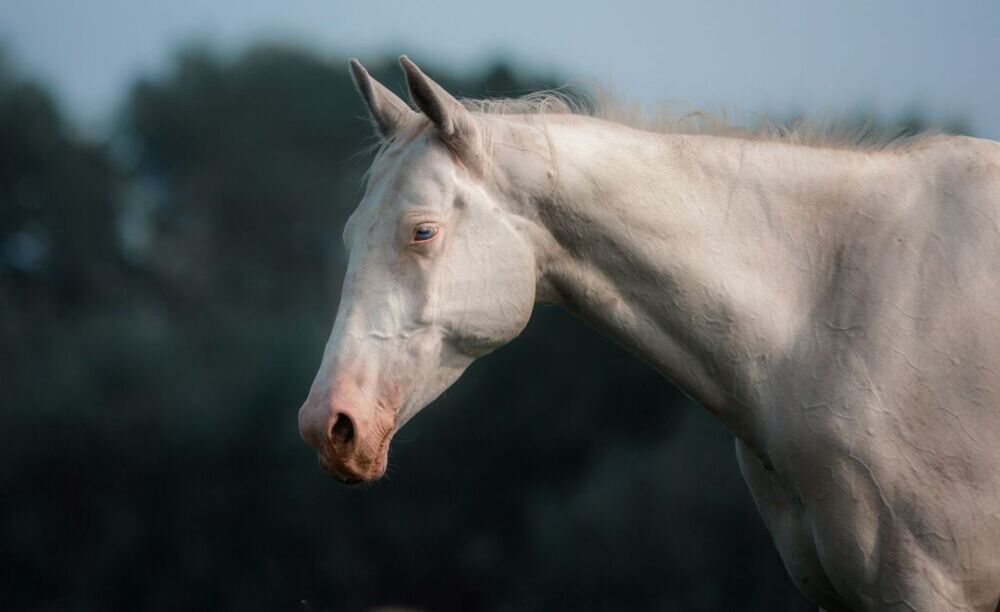 Primo piano cavallo albino