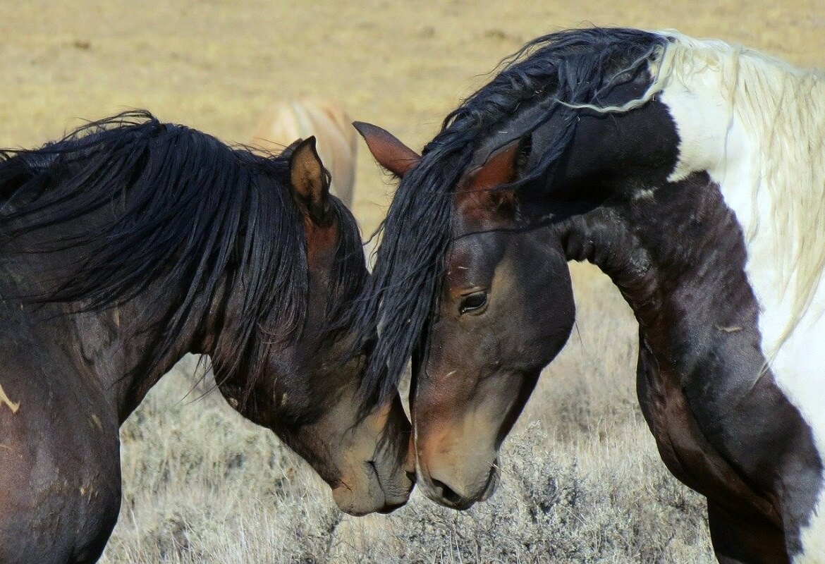 Characteristics of the Mustang horse