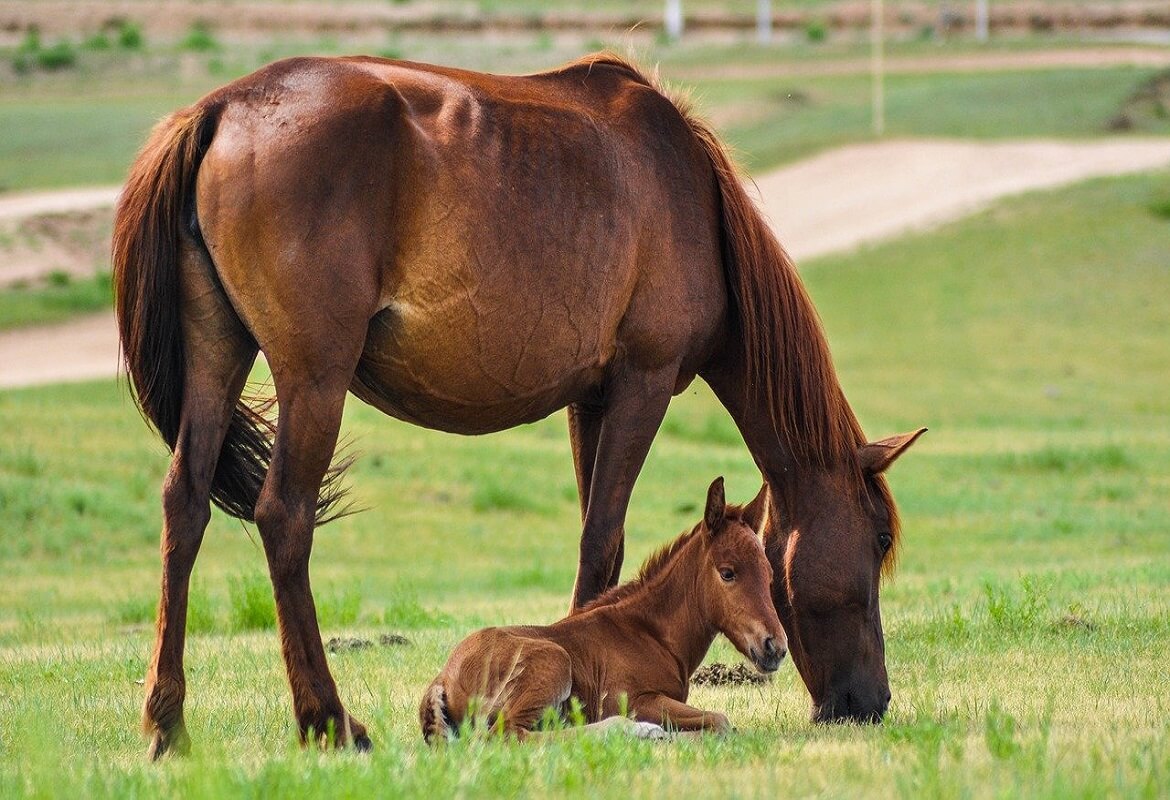 foaling alarm - soluzione per il parto degli equini