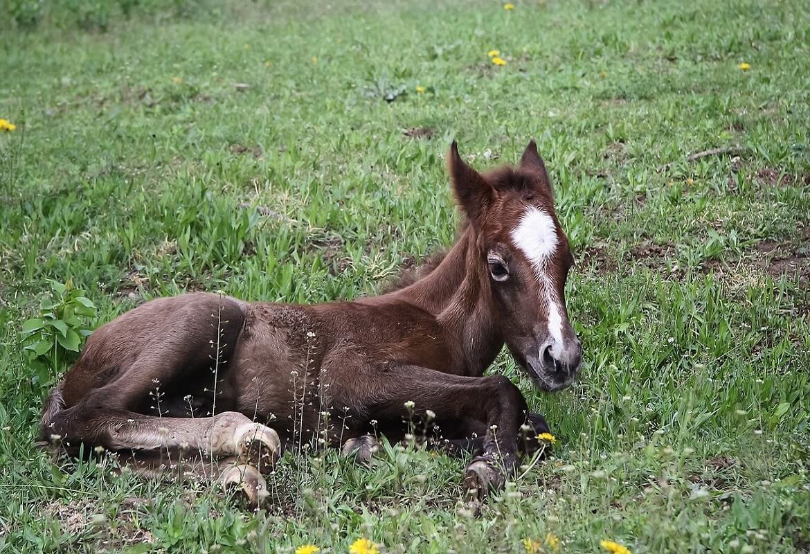 Our parturition signalling systems for equines