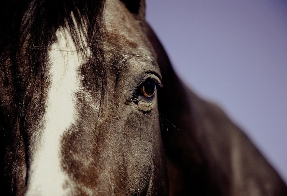 The mare’s pregnancy: what to know about it