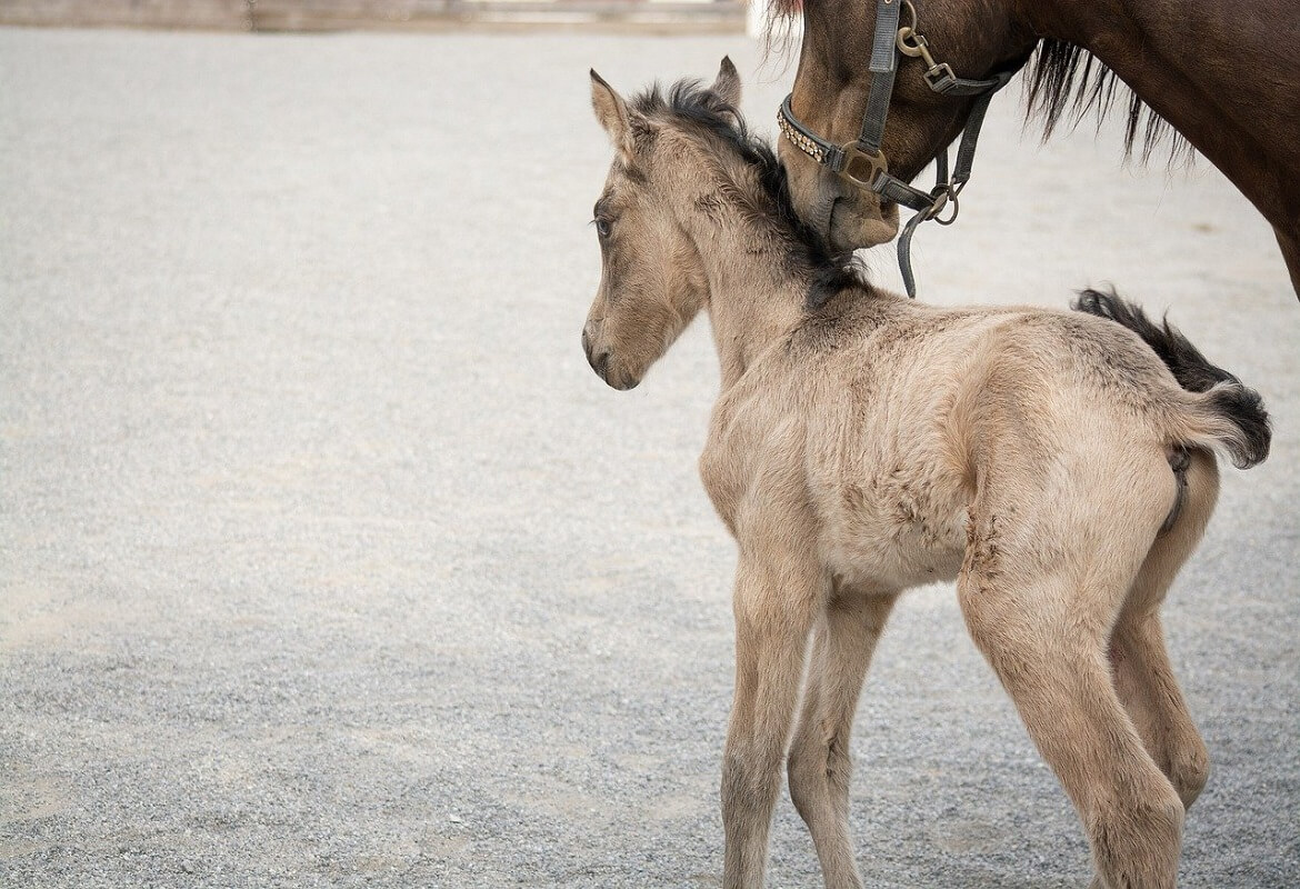 piccolo-cavallo-con-madre