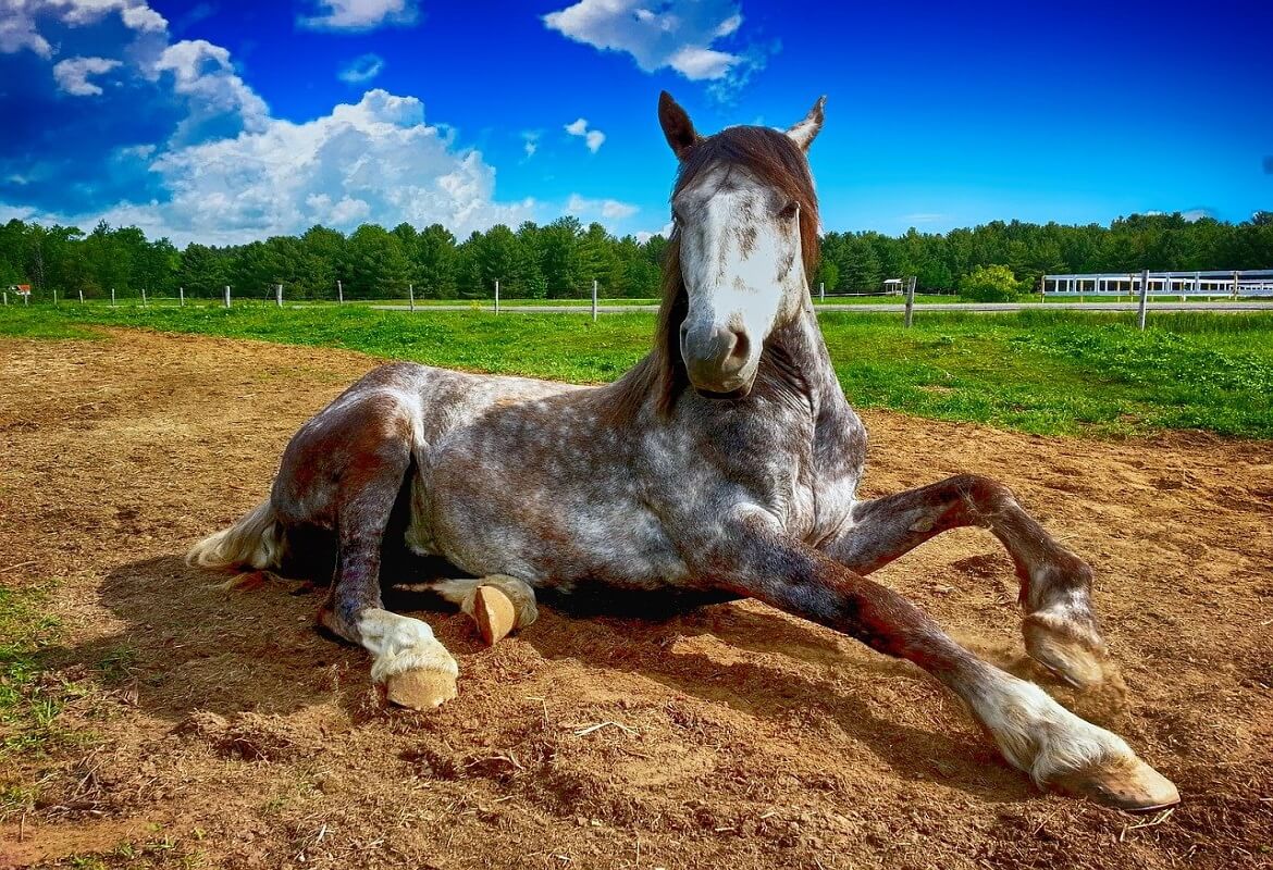 cavallo-grigio-e-marrone-a-terra