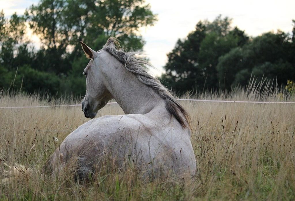 equino-in-prateria