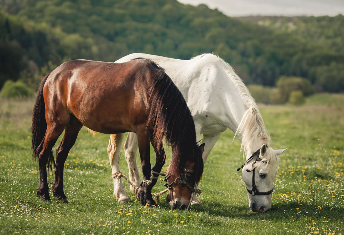 allevamento equino - fertilità del cavallo