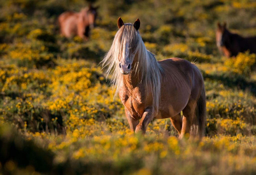 allevamento equino - miglior periodo per riproduzione