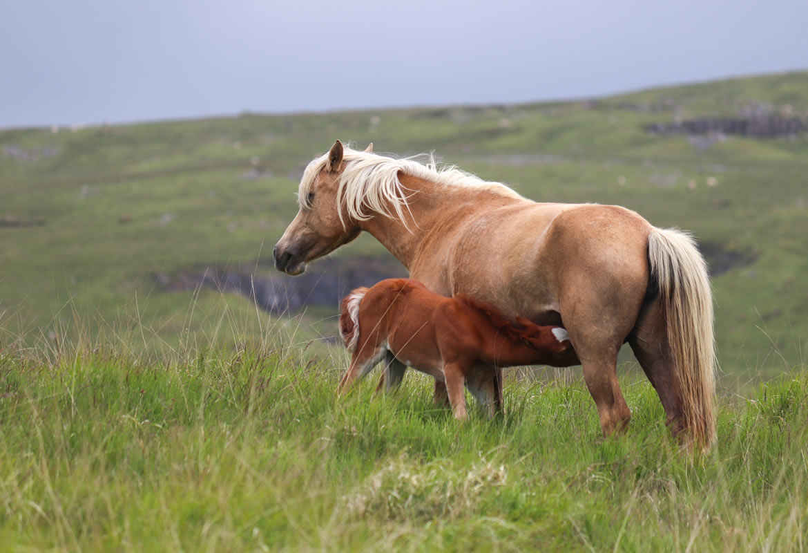 Suckling and feeding the foal: the first months of life