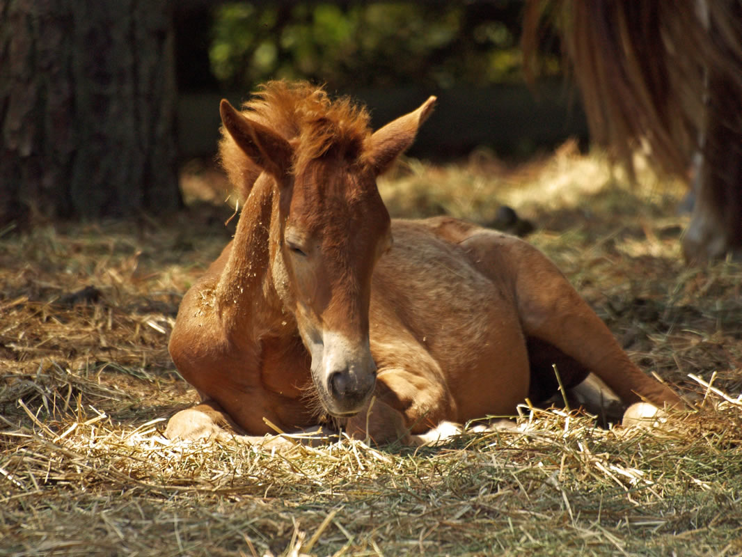 weaning-feeding-puled