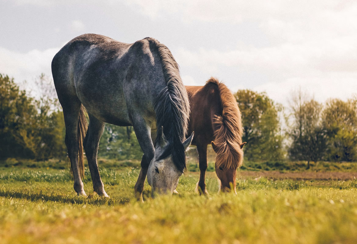 Online horse auctions VS buying in the stables: which is better?