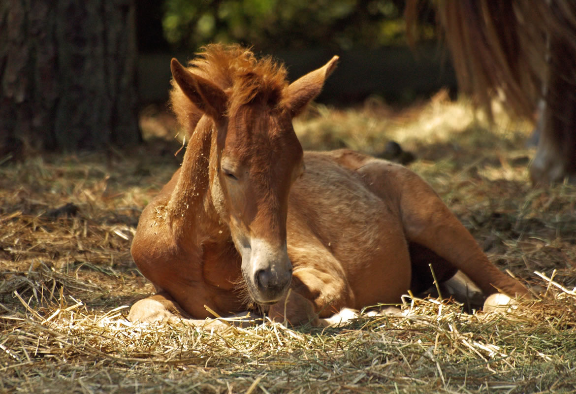 horse foal relationship