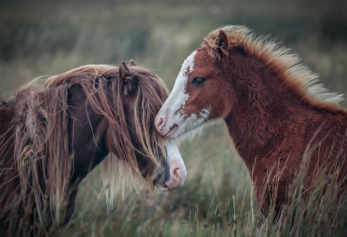 Nuove nascite: come cresce il rapporto tra cavallo e puledro?
