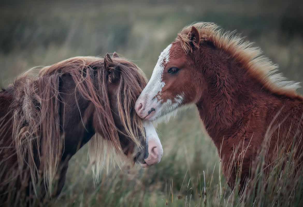 New births: how does the relationship between horse and foal grow?