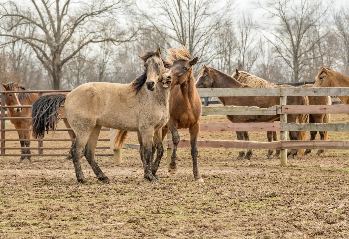 Horse breeding: useful tips for all breeders