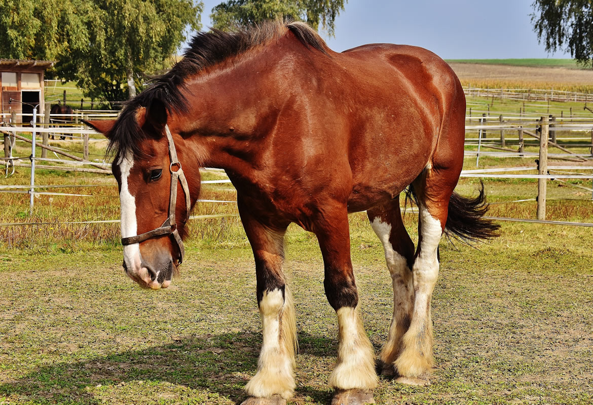 Razze equine, differenze e caratteristiche che aiutano a conoscere il proprio cavallo