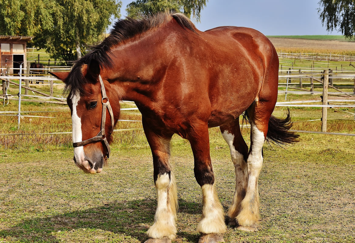 Horse breeds, differences and characteristics that help you get to know your horse