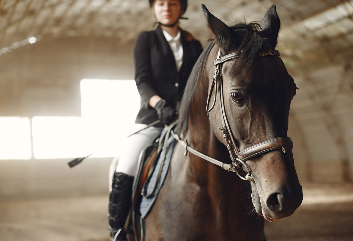 Cavallo Frisone: una razza equina perfetta per l’allevamento