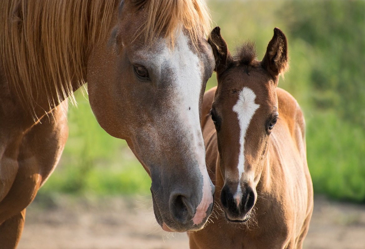 horse breeding