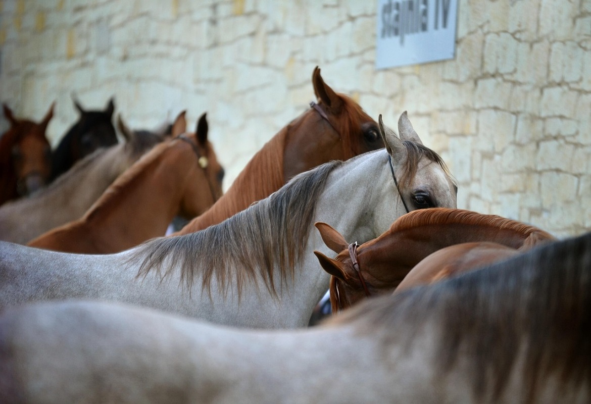 Allevamento di cavalli: cosa serve per iniziare