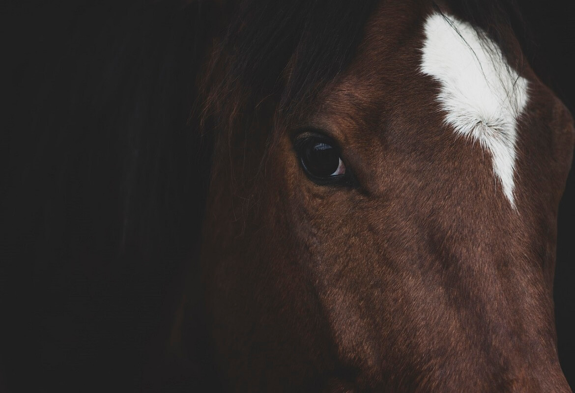 Selling horses: tips for breeders